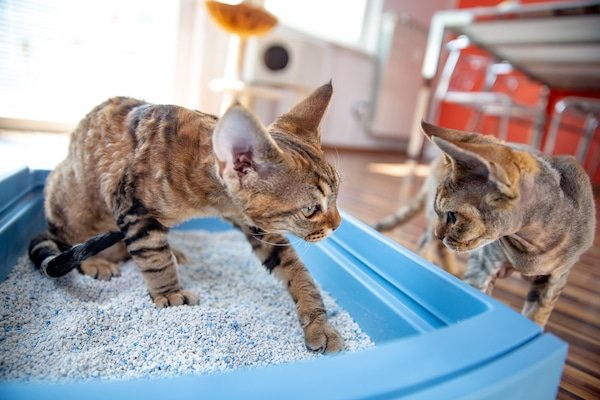 Tips Agar Kucing Tidak Buang Air Sembarangan