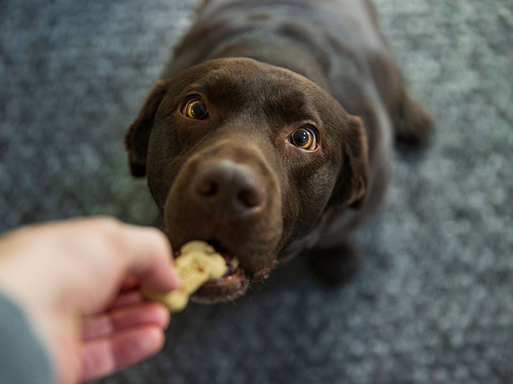 Inilah Makanan Yang Aman dan Tidak Aman Dikonsumsi Anjing